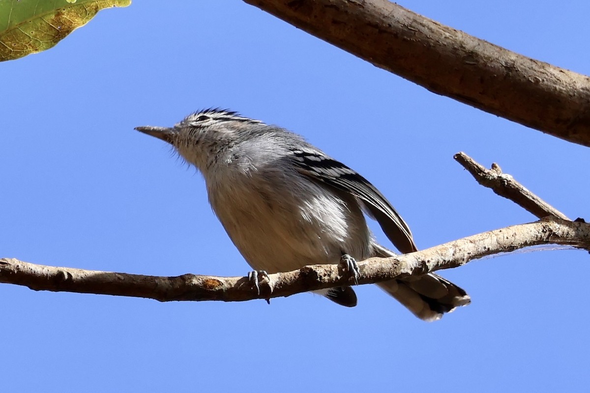 Black-capped Antwren - ML622050269