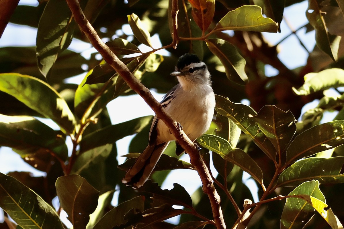 Black-capped Antwren - ML622050270