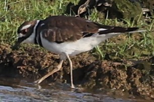 Killdeer - ML622050272