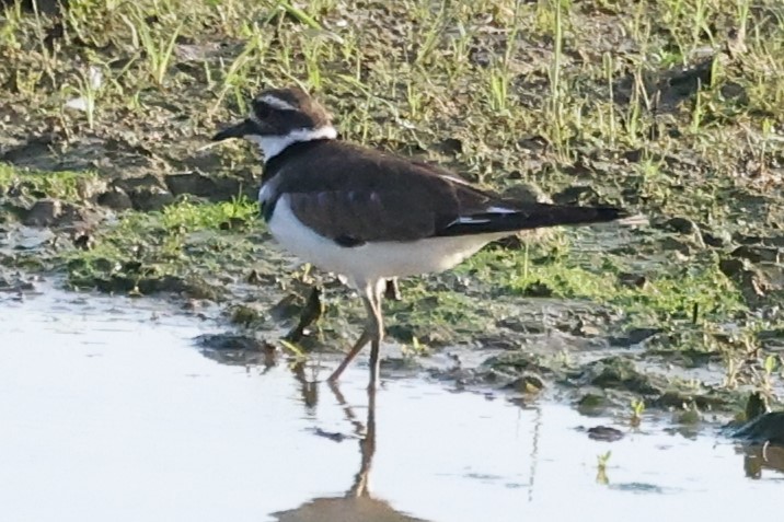 Killdeer - Duane Yarbrough