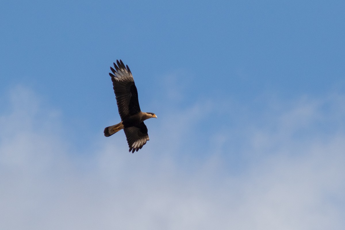 Crested Caracara - Helberth Peixoto