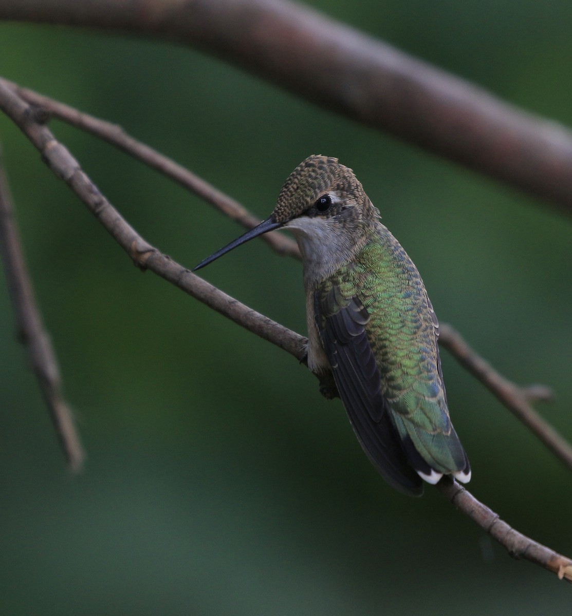 Anna's Hummingbird - ML622050285