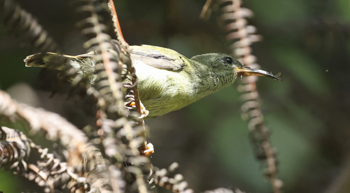 Black-throated Sunbird - ML622050286