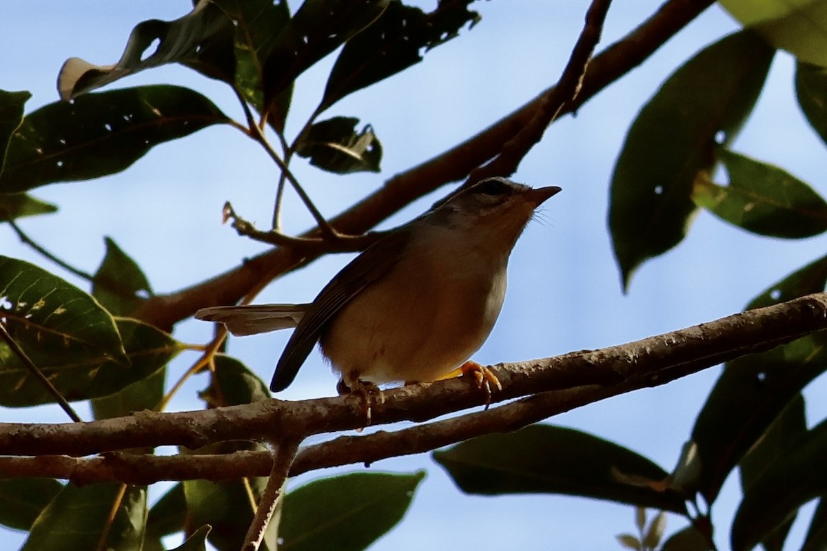 Goldhähnchen-Waldsänger - ML622050287