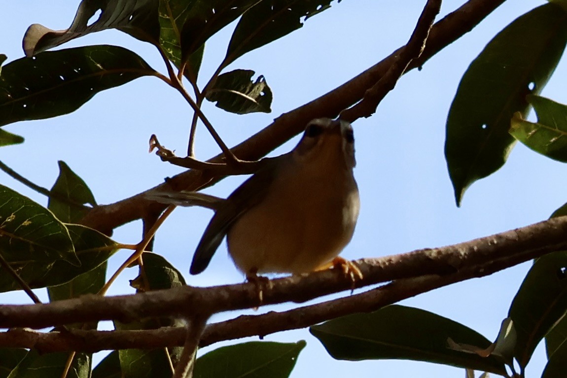 Goldhähnchen-Waldsänger - ML622050288