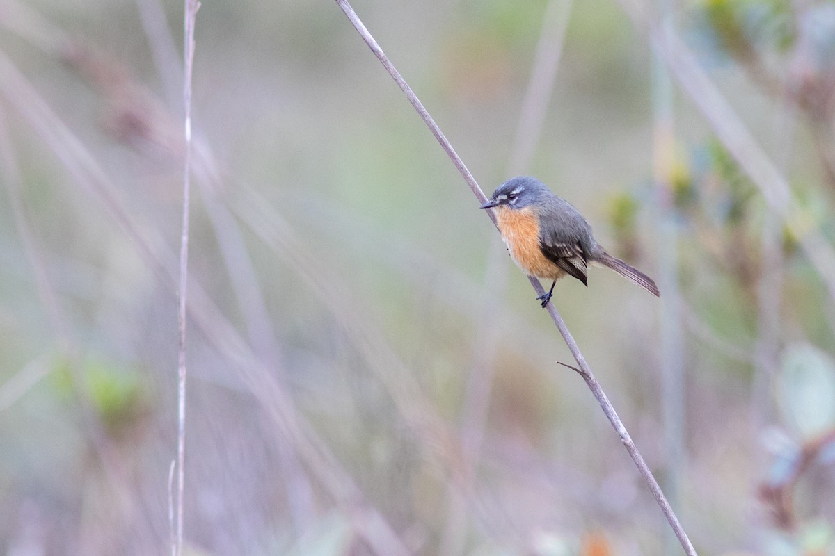 Gray-backed Tachuri - ML622050289