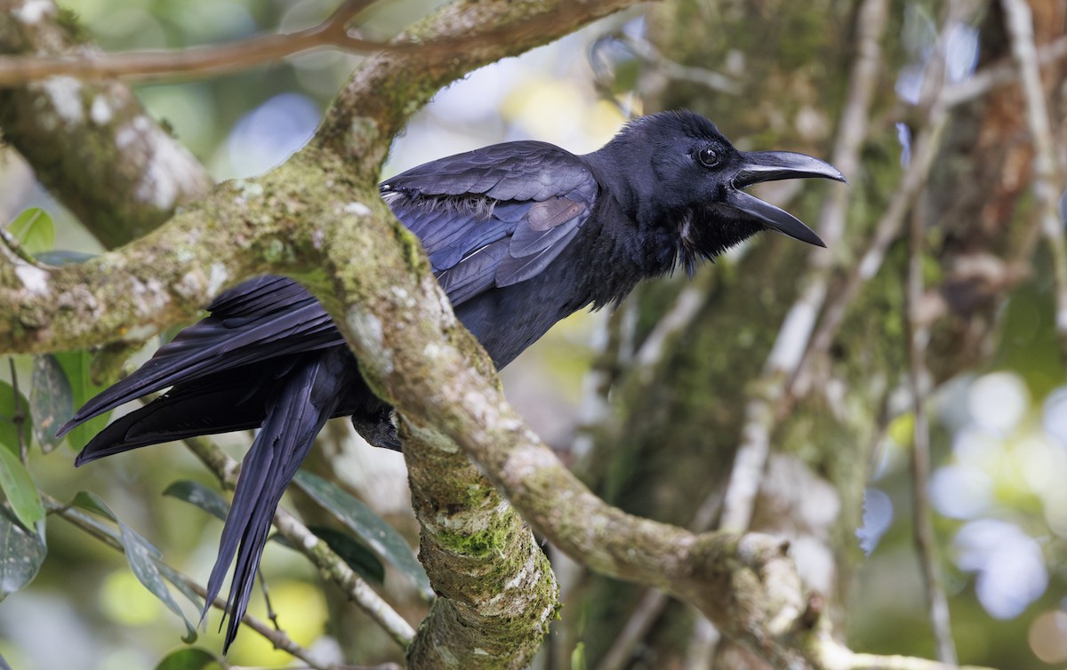 Large-billed Crow - ML622050290