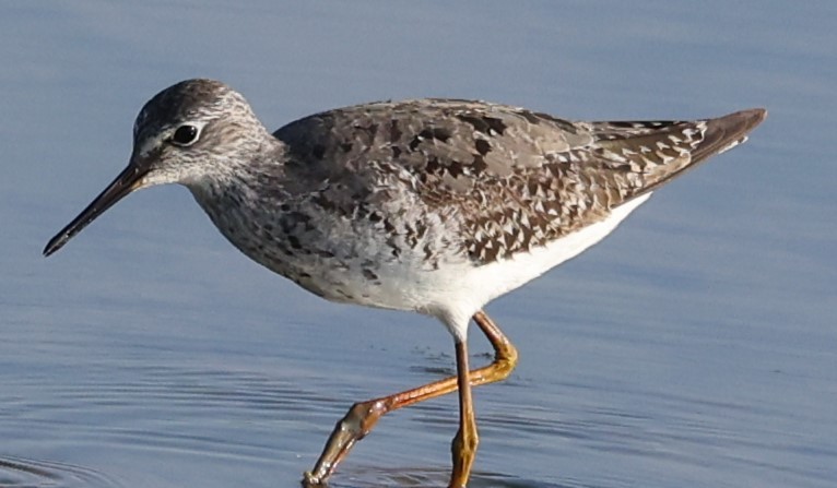 Lesser Yellowlegs - ML622050293