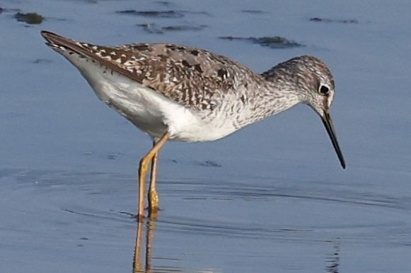 Lesser Yellowlegs - ML622050294