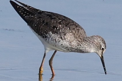 Lesser Yellowlegs - ML622050295