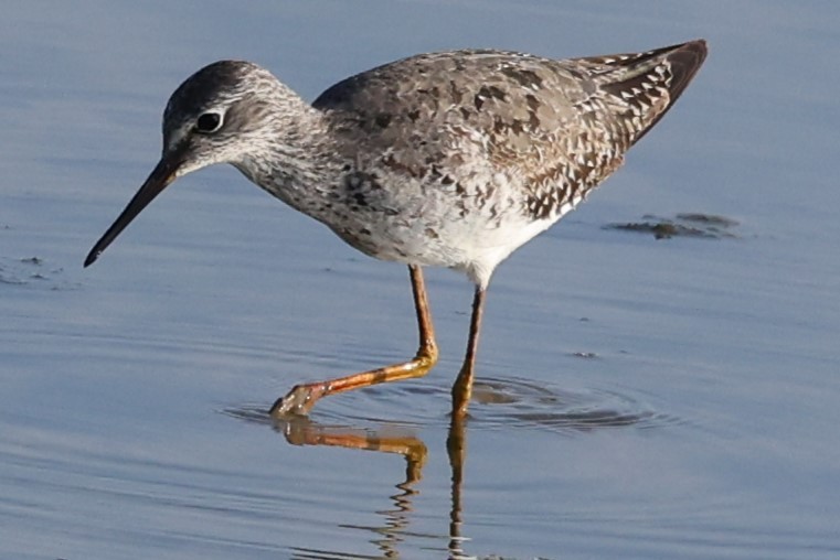 Lesser Yellowlegs - ML622050296