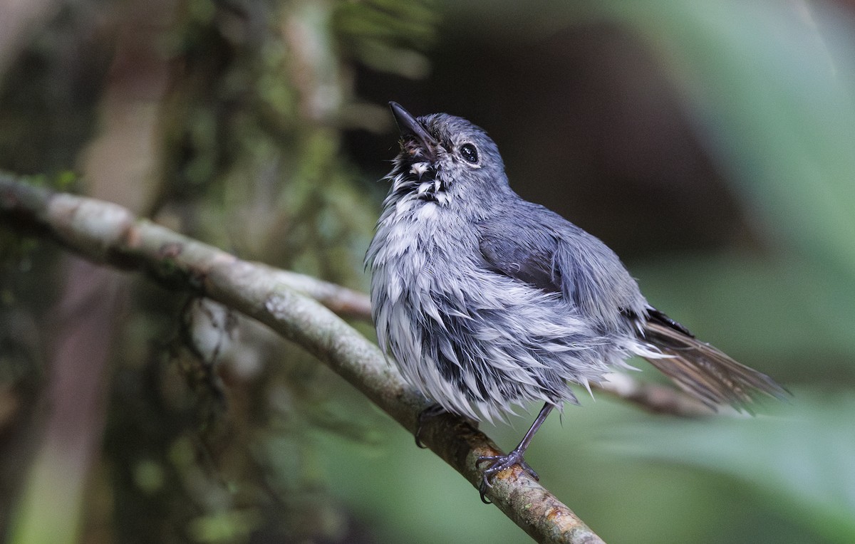 Little Pied Flycatcher - ML622050298