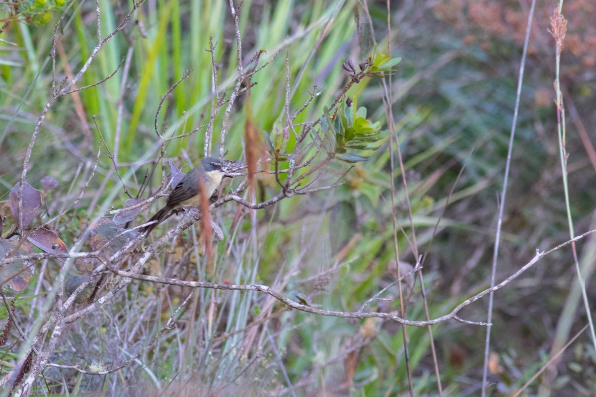 Long-tailed Reed Finch - Helberth Peixoto