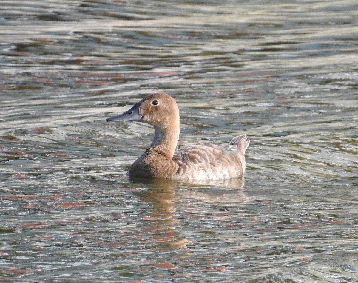 Canvasback - ML622050300