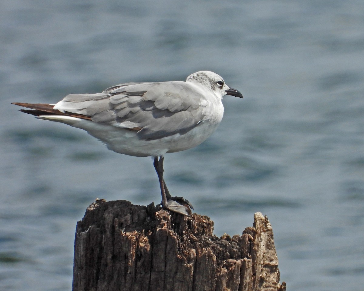 Laughing Gull - ML622050306