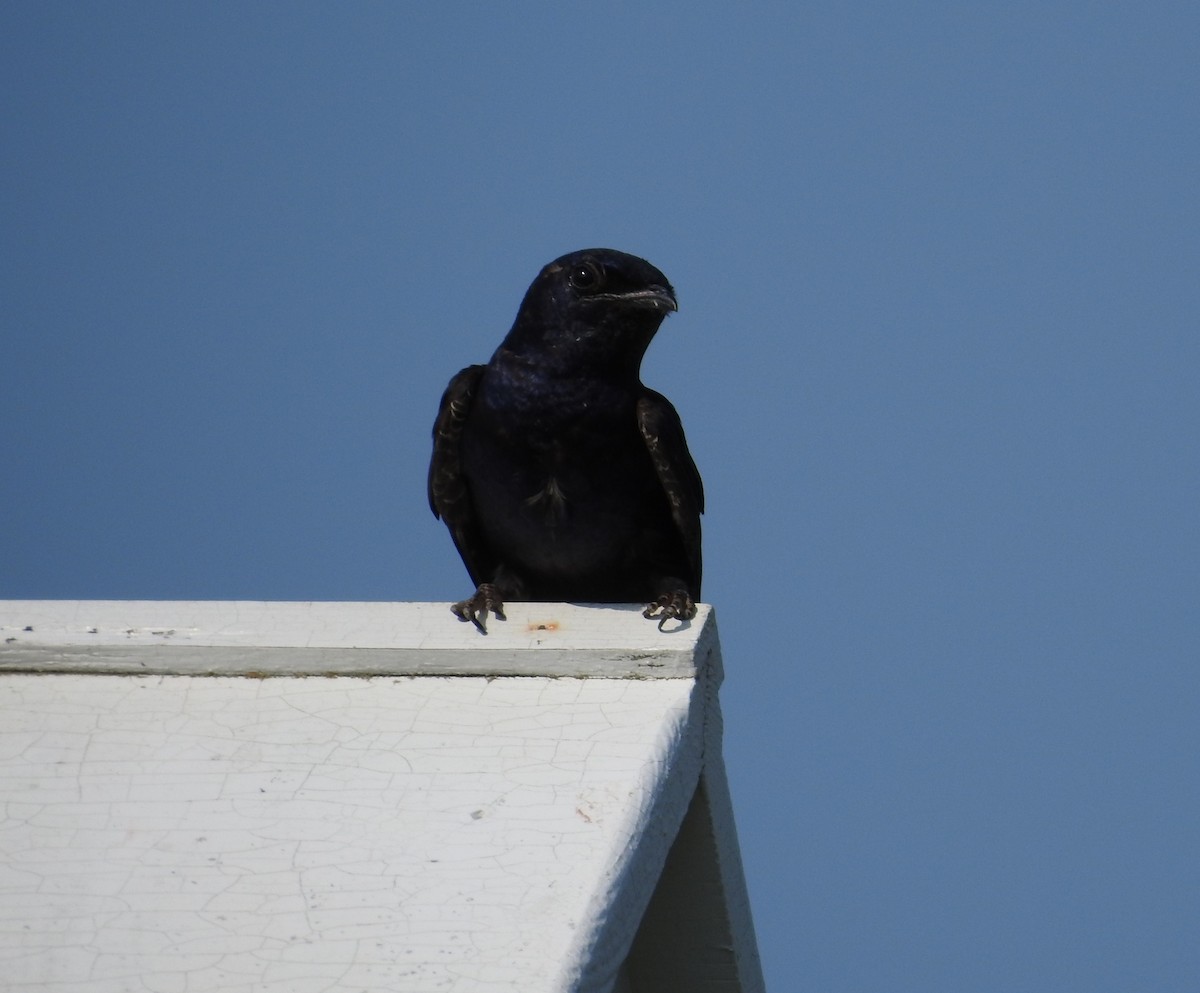 Purple Martin - ML622050317