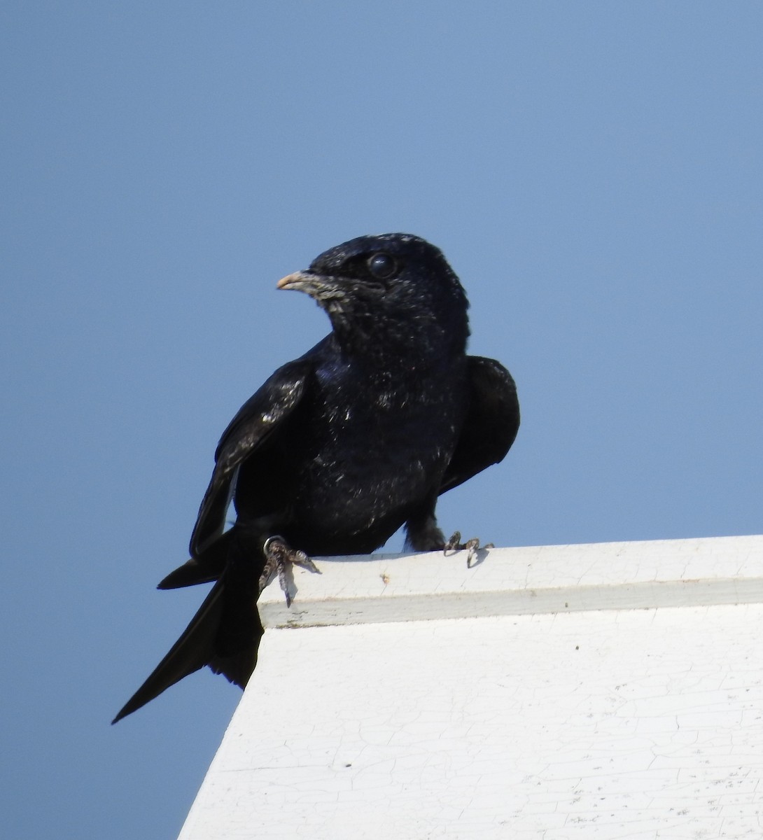 Purple Martin - ML622050318