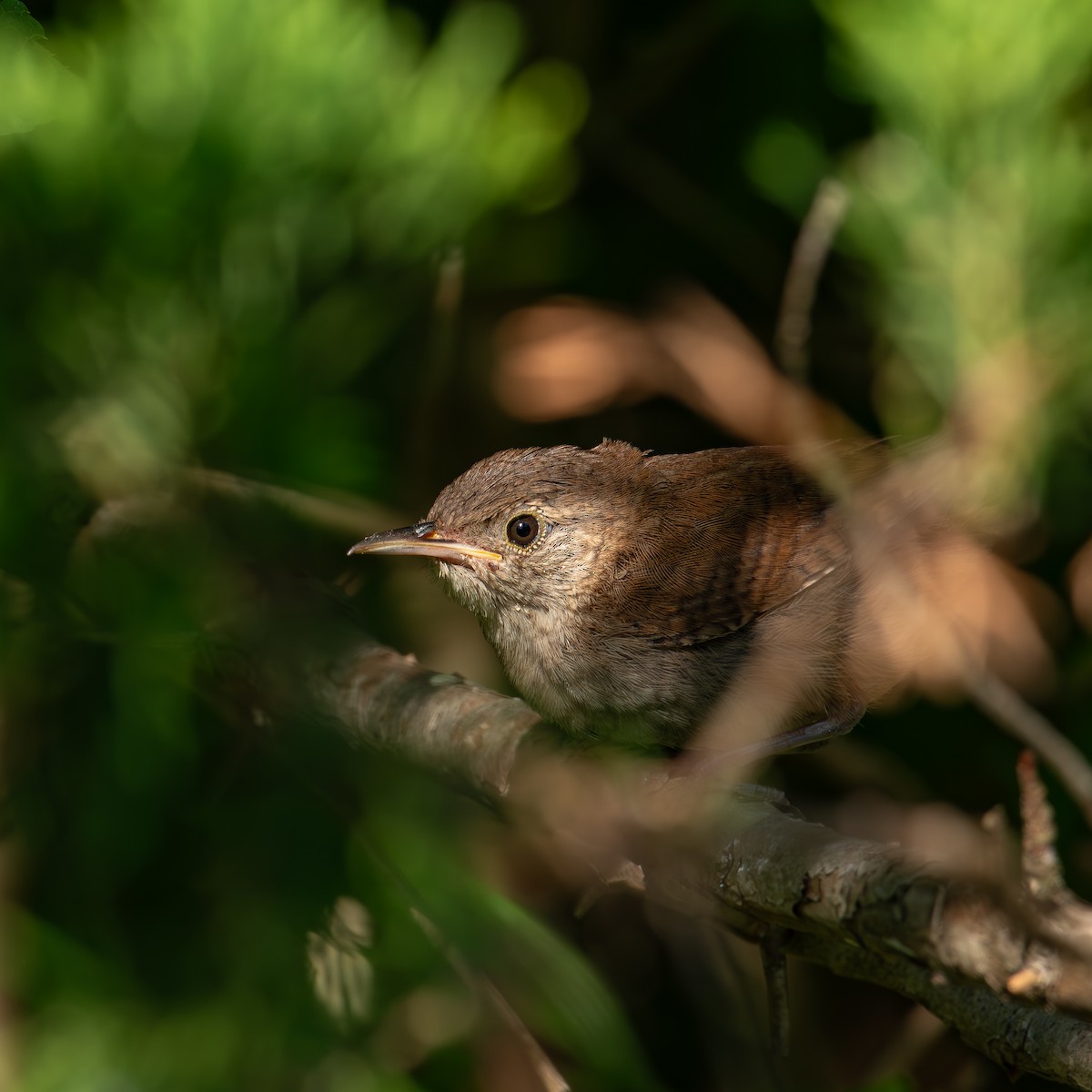 House Wren - ML622050321