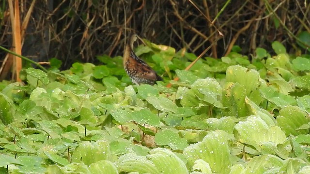 Yellow-breasted Crake - ML622050328