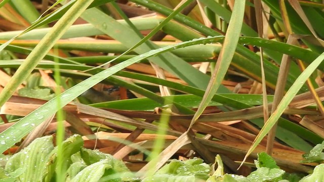 Yellow-breasted Crake - ML622050330