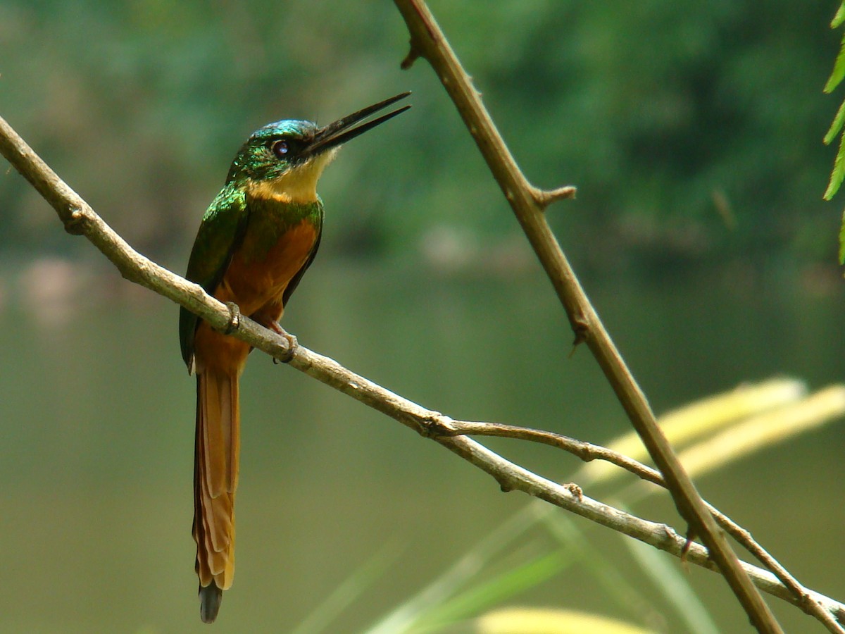 Rufous-tailed Jacamar - ML622050349