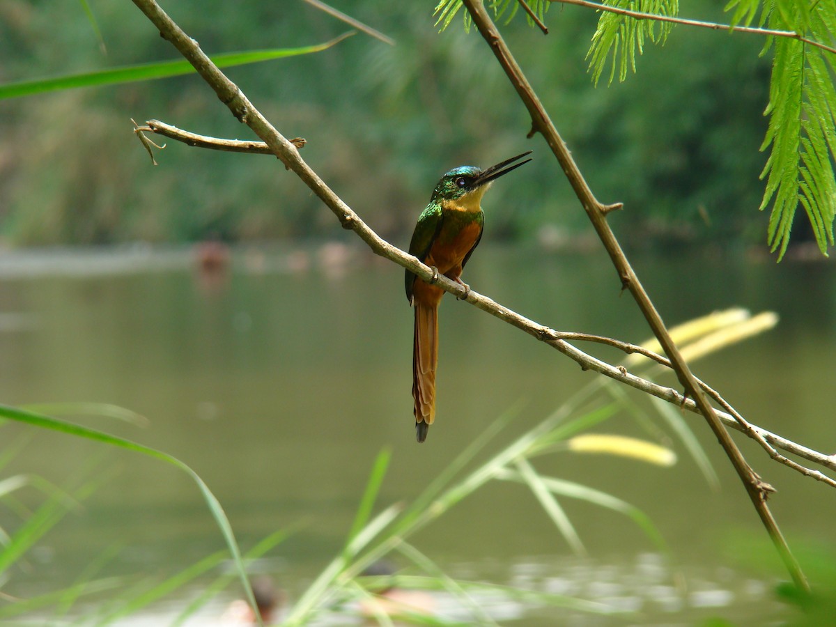 Rufous-tailed Jacamar - ML622050350