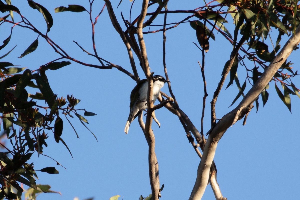 Gilbert's Honeyeater - ML622050362