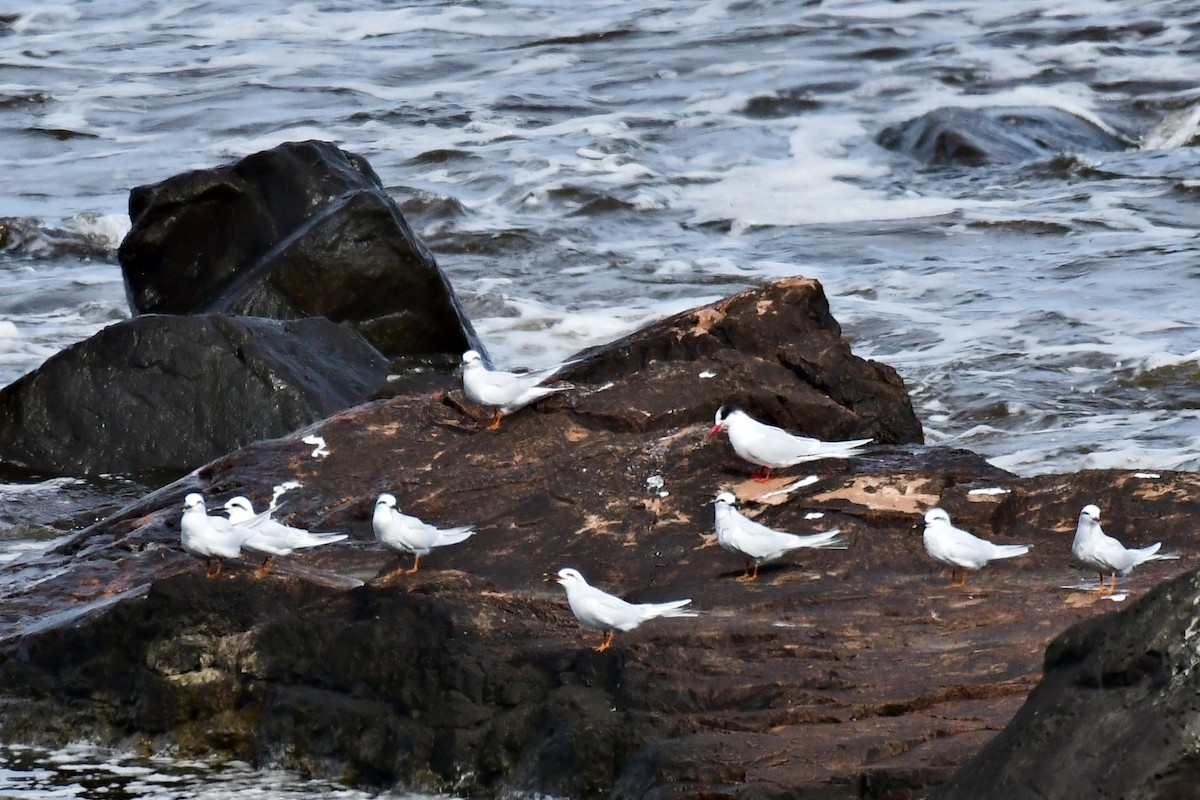 Snowy-crowned Tern - ML622050363