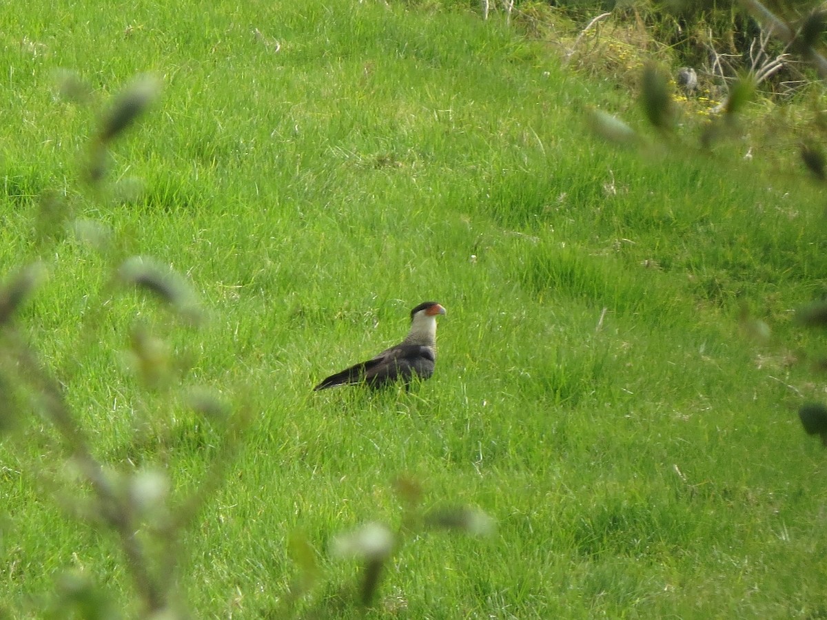 Crested Caracara - ML622050364