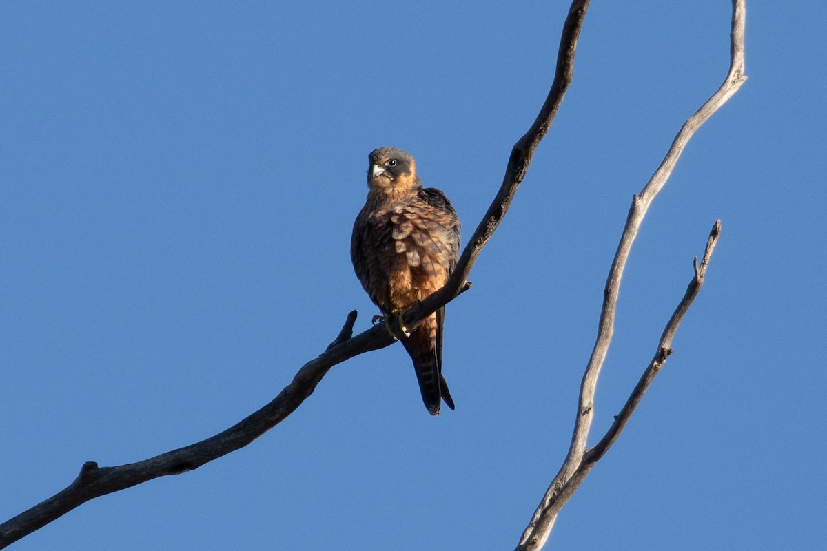 Australian Hobby - ML622050366