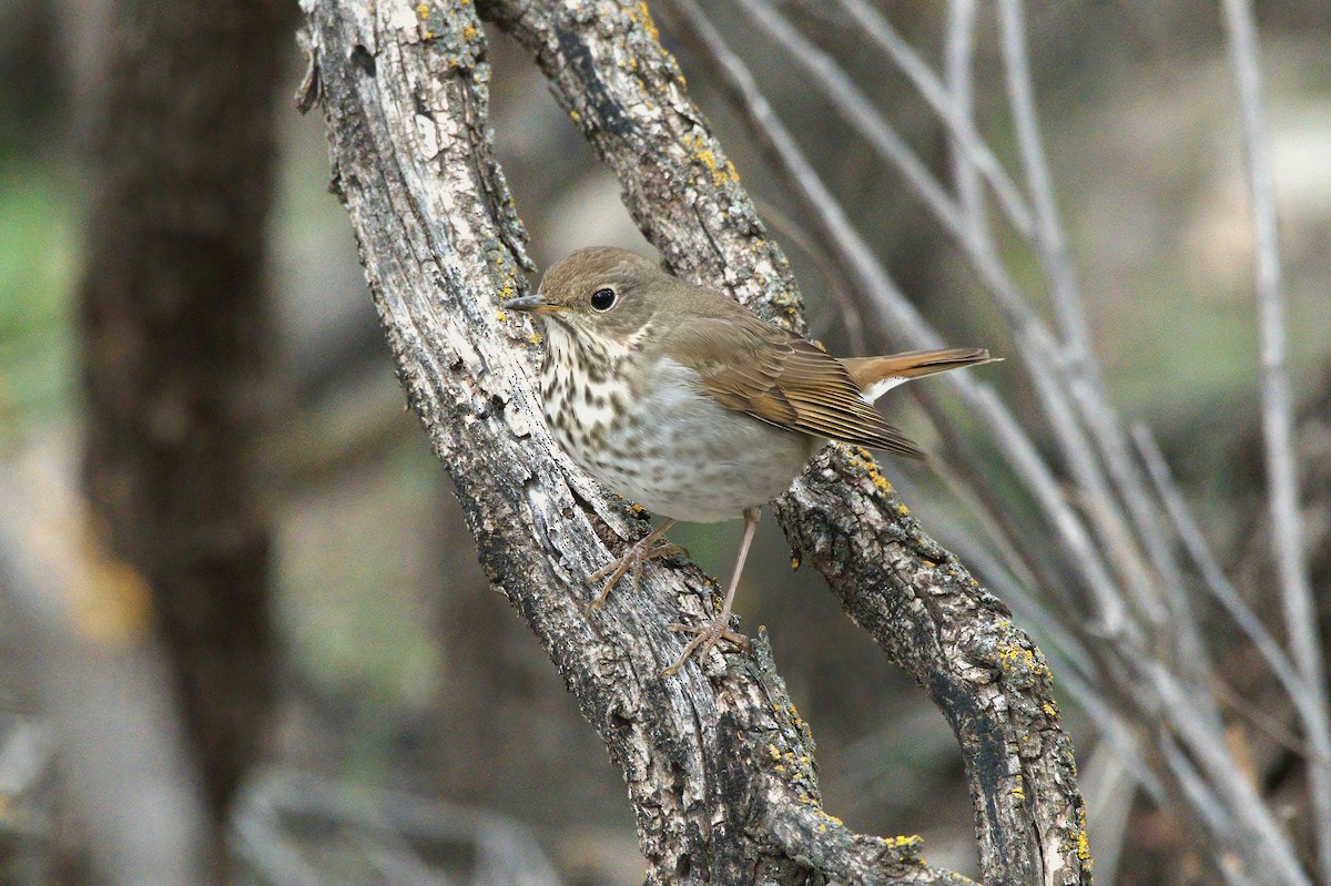 Hermit Thrush - ML622050370