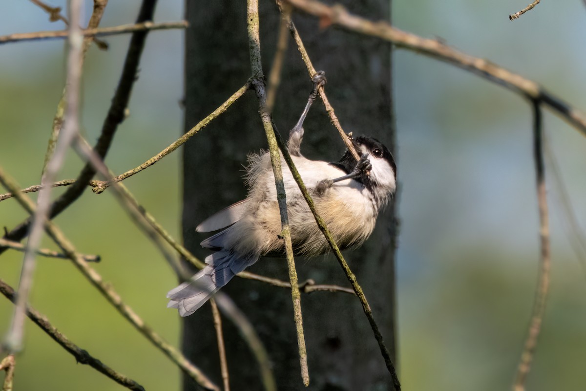 Carolina Chickadee - ML622050371