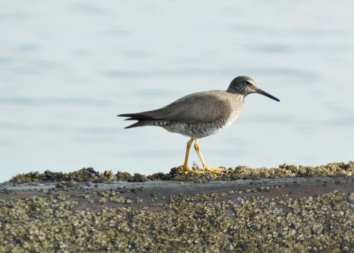 Wandering Tattler - ML622050375