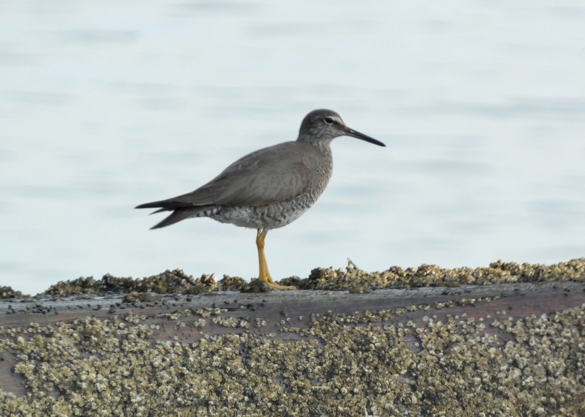 Wandering Tattler - ML622050376