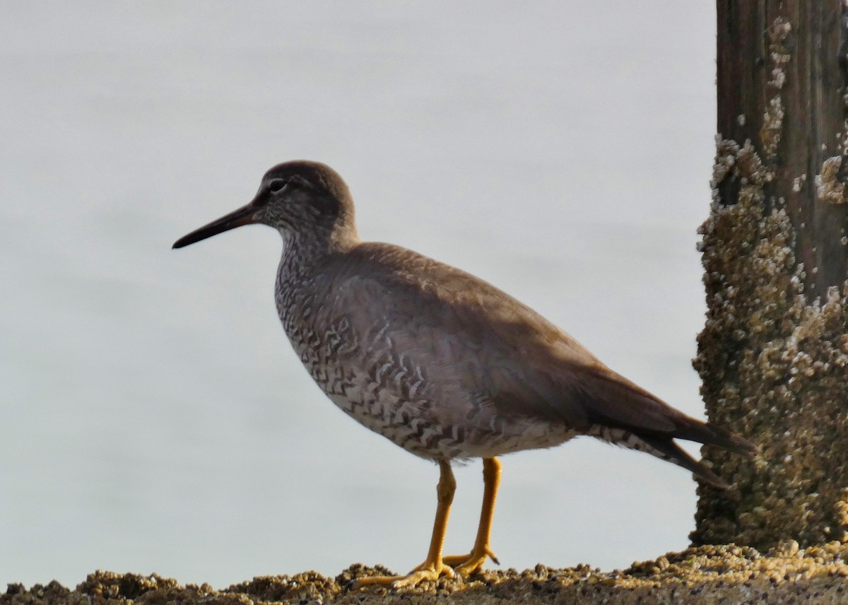 Wandering Tattler - ML622050377