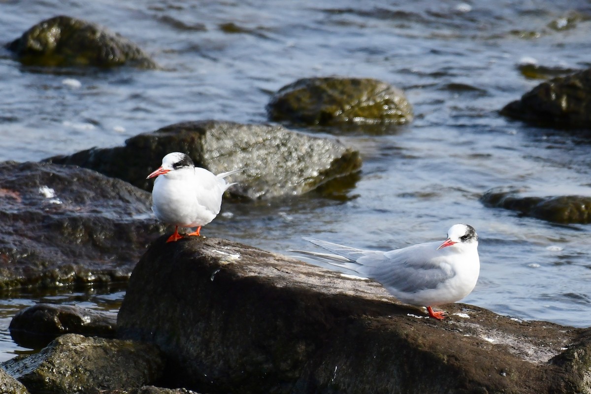 South American Tern - ML622050378