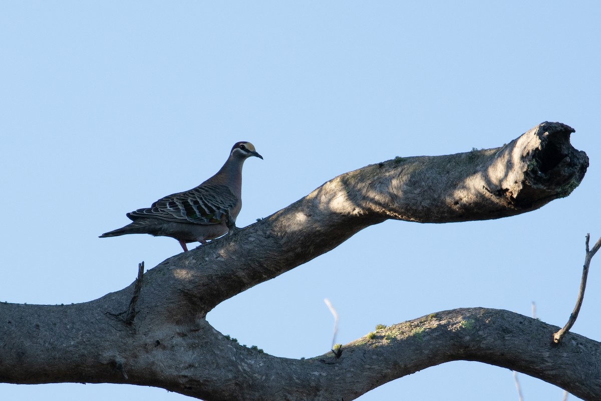 Common Bronzewing - ML622050379