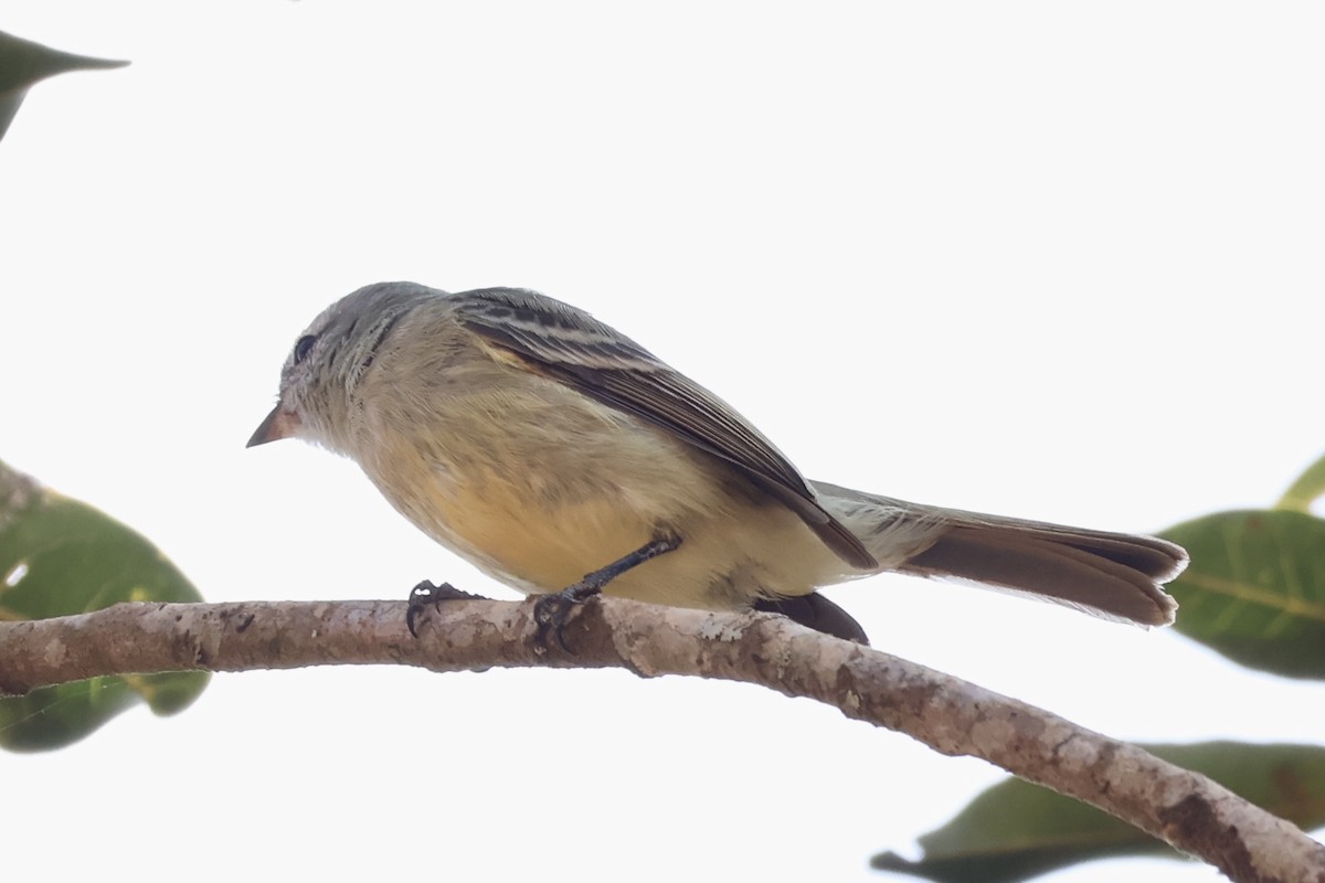 Southern Mouse-colored Tyrannulet - ML622050382