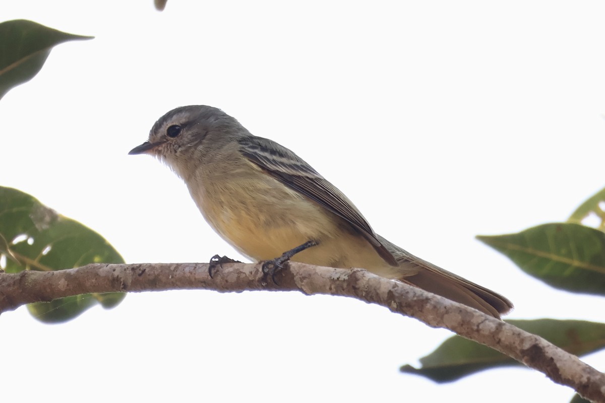 Southern Mouse-colored Tyrannulet - ML622050383