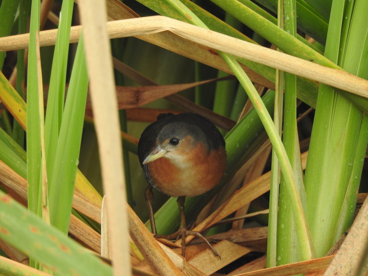 Rufous-sided Crake - ML622050385