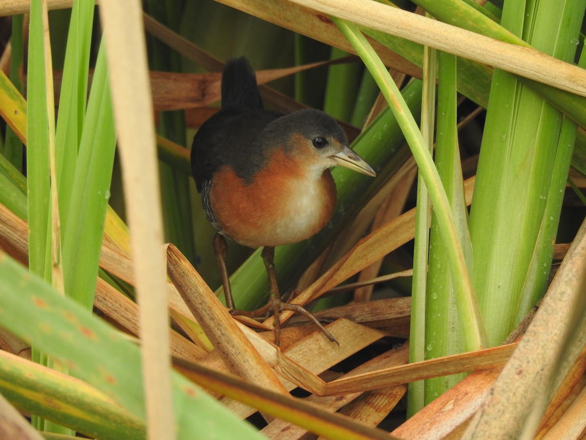 Rufous-sided Crake - ML622050386