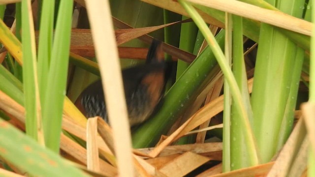 Rufous-sided Crake - ML622050387