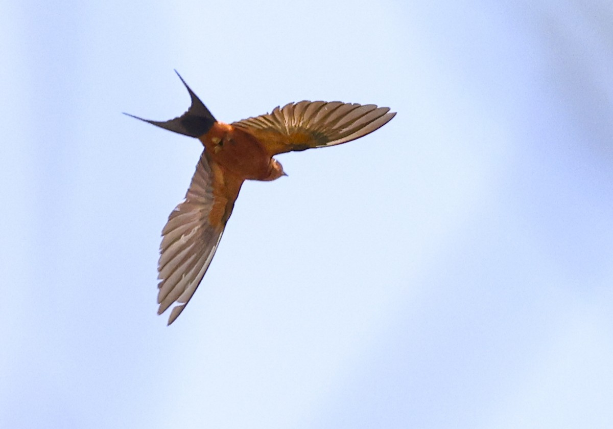 Rufous-bellied Swallow - ML622050388