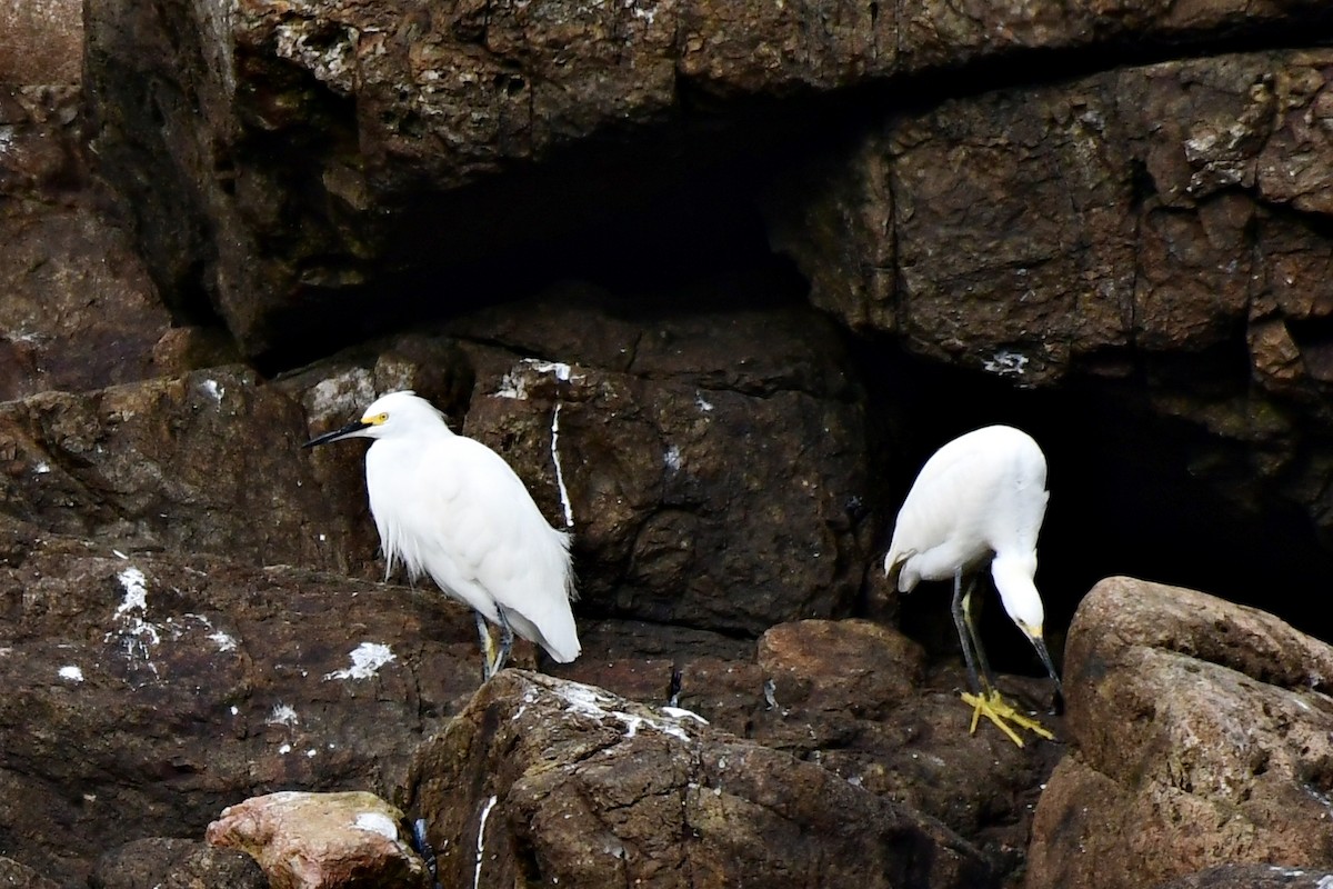 Snowy Egret - ML622050390