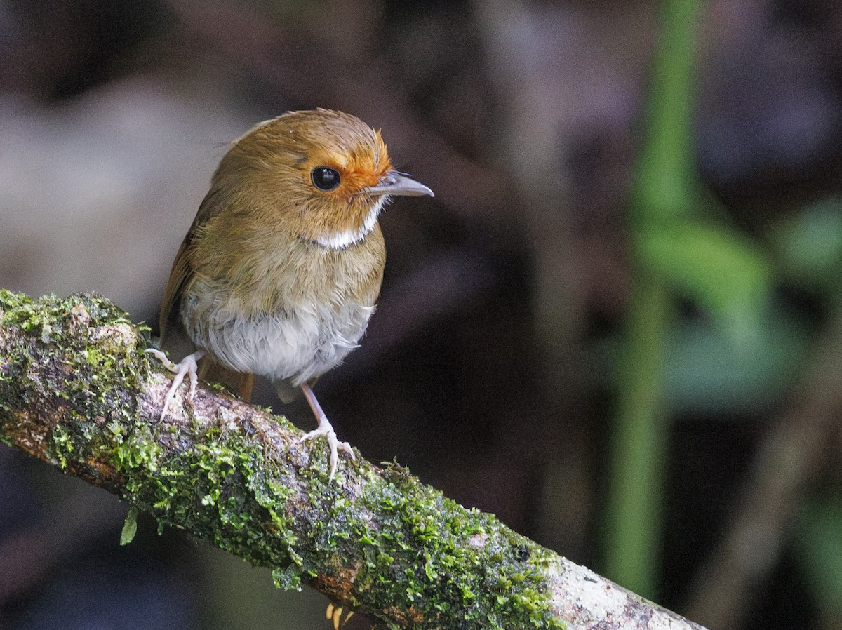 Rufous-browed Flycatcher - ML622050391