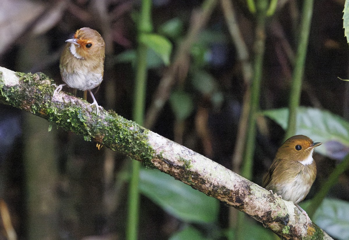 Rufous-browed Flycatcher - ML622050392