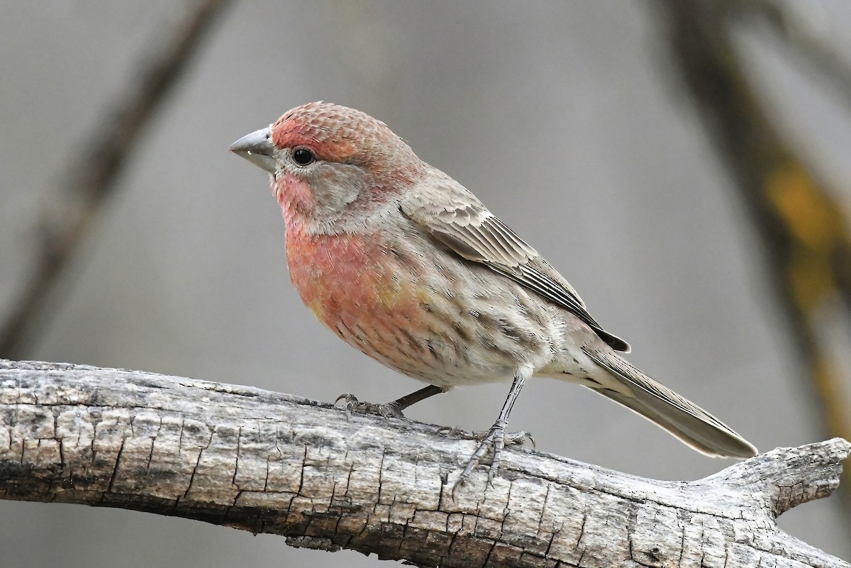 House Finch - ML622050394