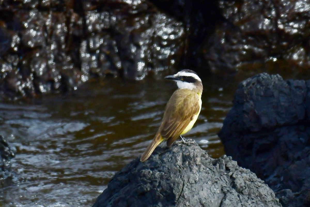 Great Kiskadee - ML622050395