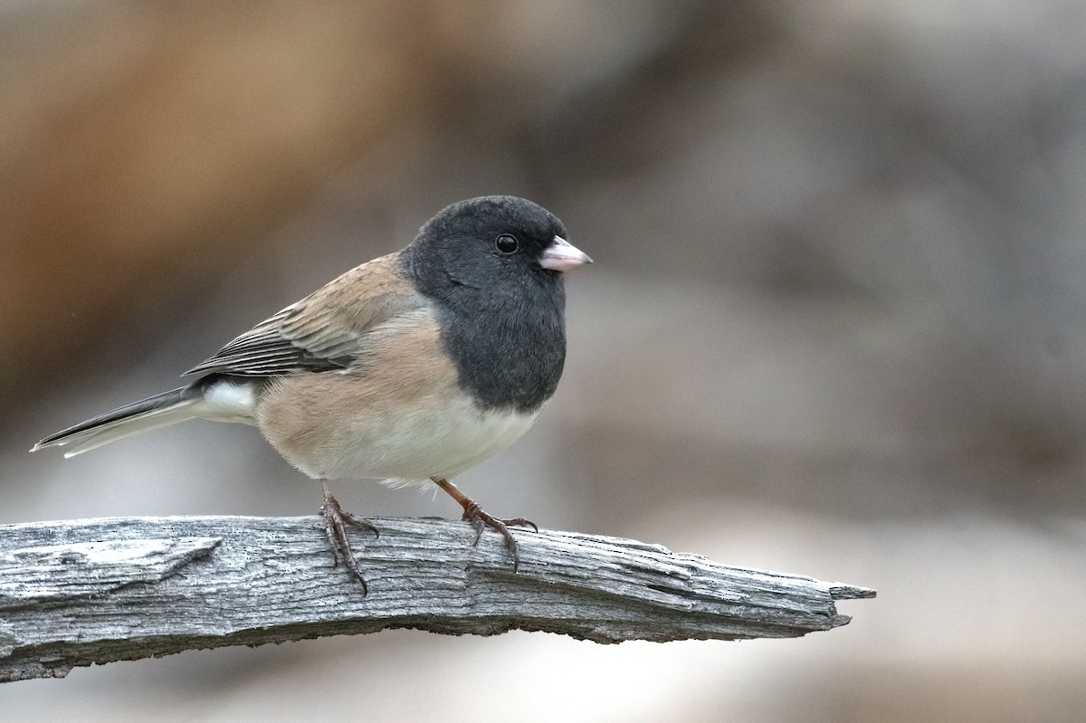 Dark-eyed Junco - ML622050396