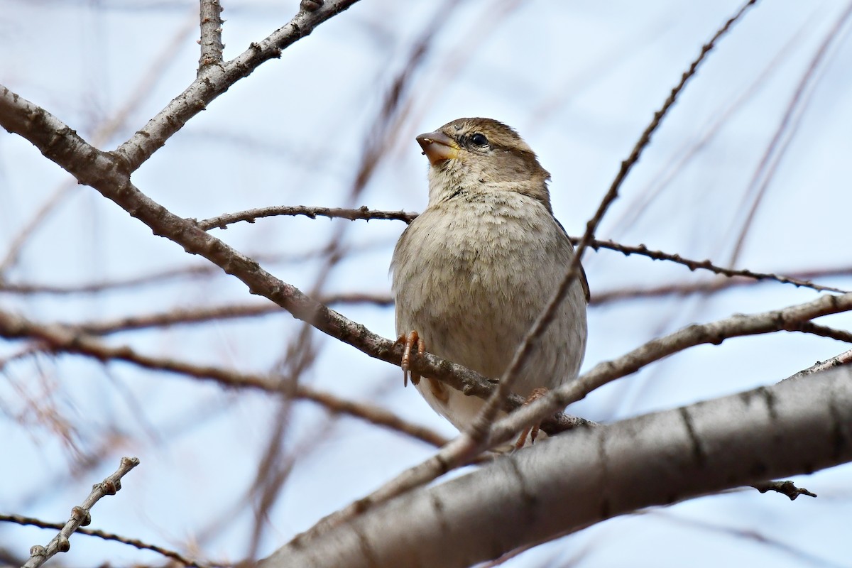 House Sparrow - ML622050401